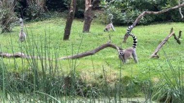 Funny ring-tailed lemurs. The lemur with raised tail. Stock video clip. 4K