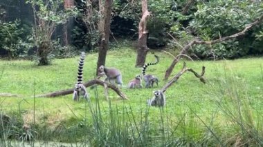 Funny ring-tailed lemurs. Lemur with raised tail. Stock video clip. 4K