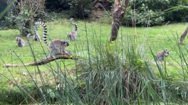 Funny ring-tailed lemurs. The lemur with raised tail. Stock video clip. 4K