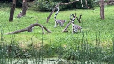 Funny ring-tailed lemurs. Lemur with raised tail. Stock video clip. 4K