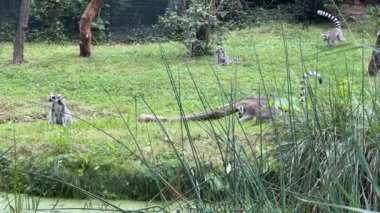 Funny ring-tailed lemurs. The lemur with raised tail. Stock video clip. 4K