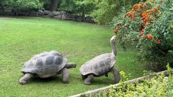 Turtle Eats Rowan Tree Giant Tortoise Relaxing Stock Video Footage — Vídeo de Stock
