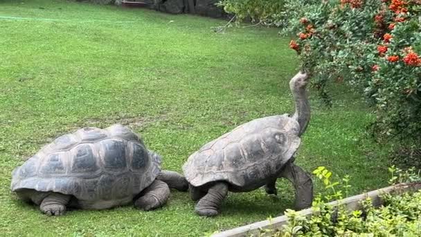 Turtle Eats Rowan Tree — 图库视频影像