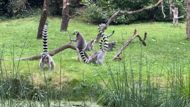 Funny Ring Tailed Lemurs Lemur Raised Tail Stock Video Clip — Vídeo de Stock