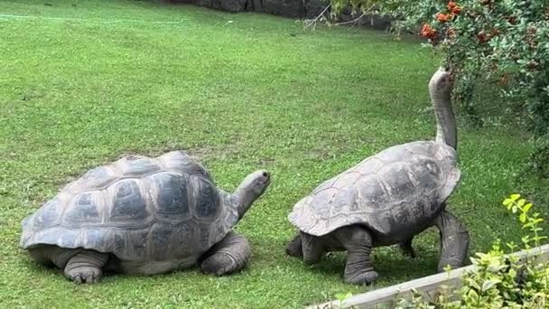 Turtle Eats Rowan Tree Giant Tortoise Relaxing Stock Video Footage — стоковое видео