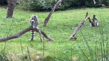 Funny ring-tailed lemurs. Stock video clip. 4K