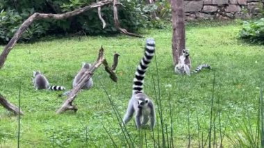 Funny ring-tailed lemurs. The lemur with raised tail. Stock video clip. 4K