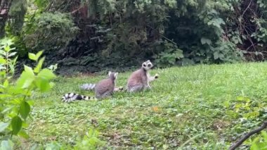 Funny ring-tailed lemurs. Stock video clip. 4K