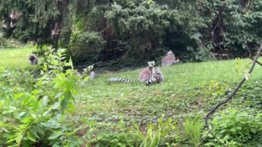 Funny ring-tailed lemurs. Stock video clip. 4K