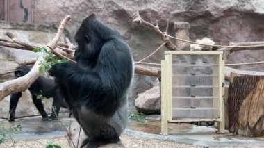 Gorilla eats and looks. Gorilla eyes. Gorilla look. The world of animals. Relaxing stock video footage.