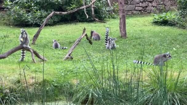 Funny Ring Tailed Lemurs Lemur Raised Tail Stock Video Clip — Vídeo de Stock