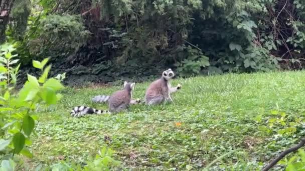 Funny Ring Tailed Lemurs Stock Video Clip — стоковое видео