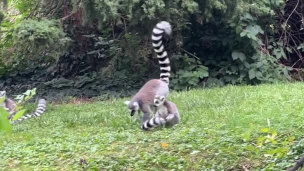 Funny Ring Tailed Lemurs Lemur Raised Tail Stock Video Clip — Vídeo de Stock