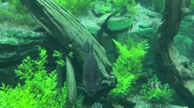 Amazingly beautiful fish. Wonderful fish swim underwater. Stock video footage. 4K.