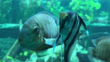 Macro face of a fish close-up underwater. Fish underwater close-up looks without looking away. Stock video footage. 4K.