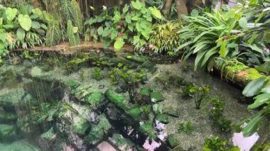 Beautifully relaxing video with magical nature and exotic fish swimming in crystal clear water. Stock video footage. 4K.