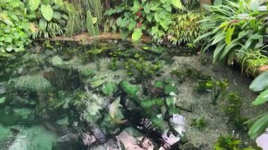 Beautifully relaxing video with magical nature and exotic fish swimming in crystal clear water. Stock video footage. 4K.