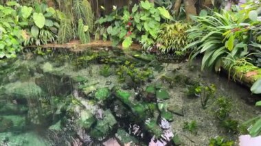 Beautifully relaxing video with magical nature and exotic fish swimming in crystal clear water. Stock video footage. 4K.