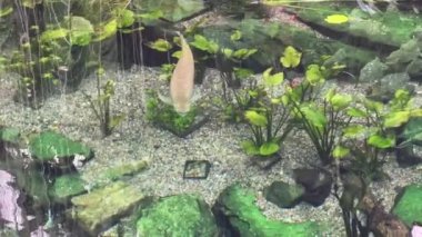 Beautifully relaxing video with magical nature and exotic fish swimming in crystal clear water. Stock video footage. 4K.