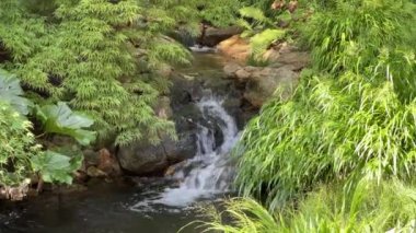 Waterfall in the middle of flowering trees and bushes. Relaxing stock video footage. 