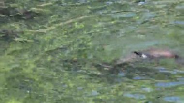 Cape fur seals. The seal swims beautifully in the water. Relaxing stock video footage. 