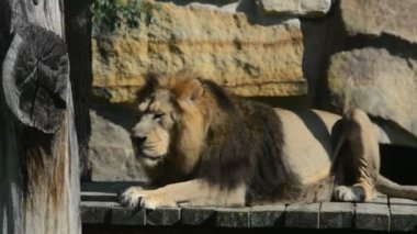 Beautiful lion lies and sunbathes in the sun. The lion is the king of beasts. Relaxing stock video footage.