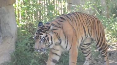 Hungry tigers looking for food. Tiger profile. Tiger resting on the green grass. Stock video footage.