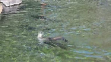 Cape fur seals. The seal swims beautifully in the water.