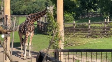 Beautiful giraffe. The world of animals. Relaxing stock video footage. 