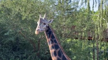 Beautiful giraffe. The world of animals. Relaxing stock video footage. 