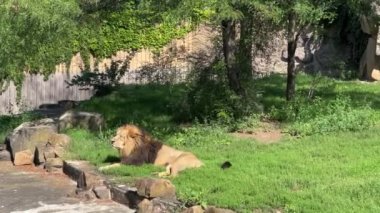 Beautiful lion lies and sunbathes in the sun. The lion is the king of beasts. Relaxing stock video footage.