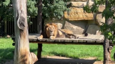 Beautiful lion lies and sunbathes in the sun. The lion is the king of beasts. Relaxing stock video footage.
