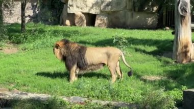 A powerful and beautiful lion stands in profile on the green grass on a sunny day and continuously calls someone. Ferocious grin of a strong lion. The lion is the king of beasts.