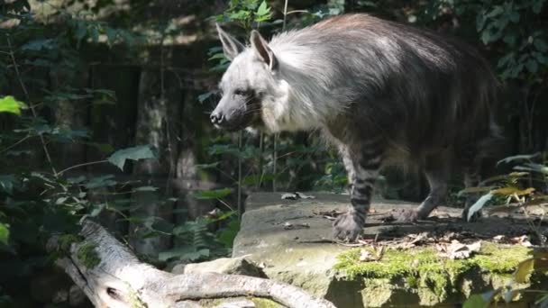 Brown Hyena Walks Green Grass Stock Video Footage — Vídeo de Stock