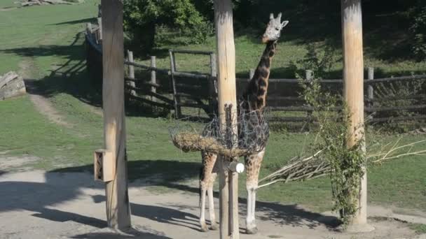 Beautiful Giraffe World Animals Stock Video Footage — Stockvideo