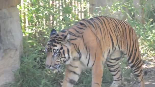 Голодні Тигри Шукають Їжу Профіль Тигра Тигр Лежить Зеленій Траві — стокове відео