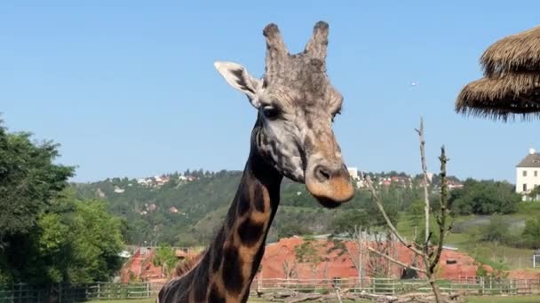 Beautiful Giraffe World Animals Stock Video Footage — Αρχείο Βίντεο