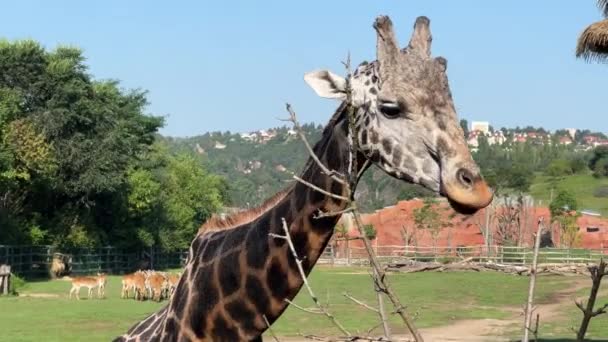 Beautiful Giraffe World Animals — Stock Video