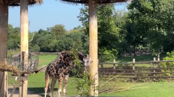 Beautiful Giraffe World Animals Stock Video Footage — Vídeo de Stock