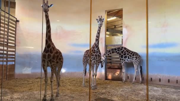 Beautiful Giraffe World Animals — Stockvideo