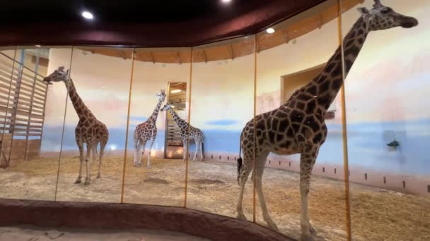 Beautiful Giraffe World Animals — Stock videók