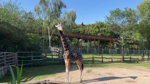Beautiful Giraffe World Animals Relaxing Stock Video Footage — Vídeos de Stock
