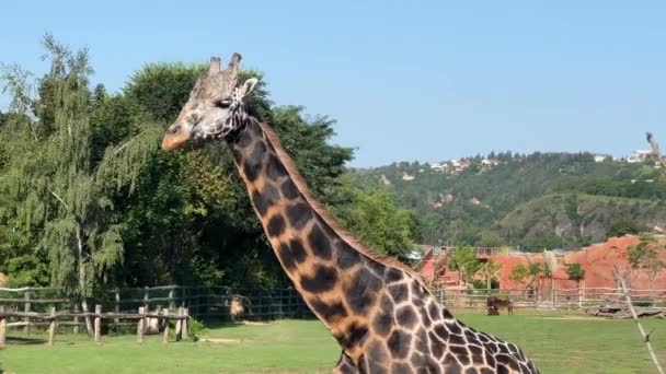 Beautiful Giraffe World Animals Relaxing Stock Video Footage — Stock Video