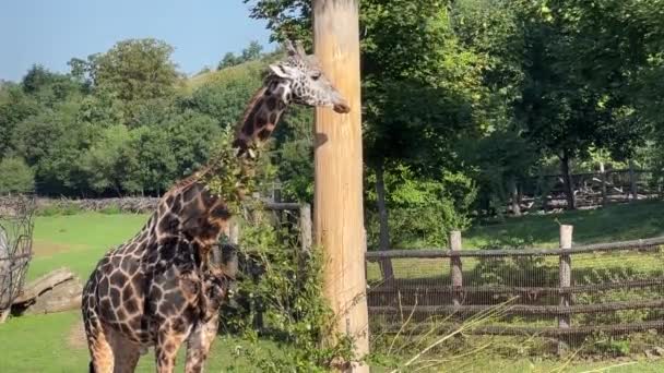 Beautiful Giraffe World Animals Relaxing Stock Video Footage — Video Stock