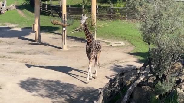 Beautiful Giraffe World Animals Stock Video Footage — Vídeo de Stock