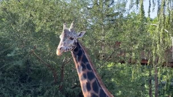 Beautiful Giraffe World Animals Relaxing Stock Video Footage — Stock video