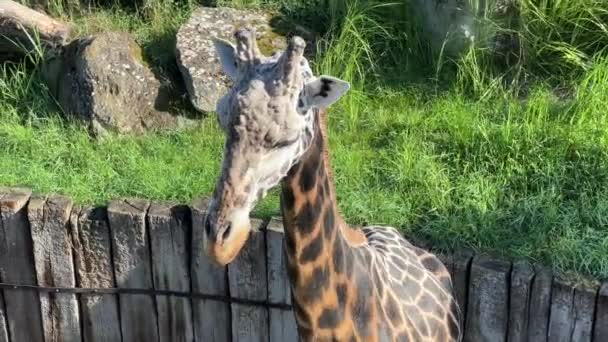 Beautiful Giraffe World Animals Relaxing Stock Video Footage — стоковое видео