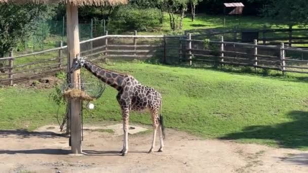 Beautiful Giraffe World Animals Relaxing Stock Video Footage — Stockvideo