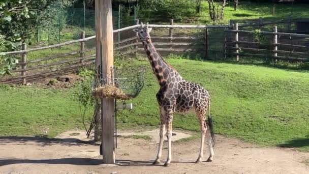 Beautiful Giraffe World Animals Relaxing Stock Video Footage — стоковое видео