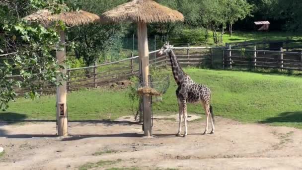 Beautiful Giraffe World Animals Stock Video Footage — Stok video